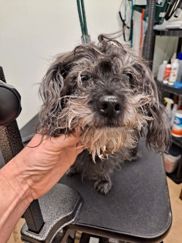 Gray dog being held in grooming salon