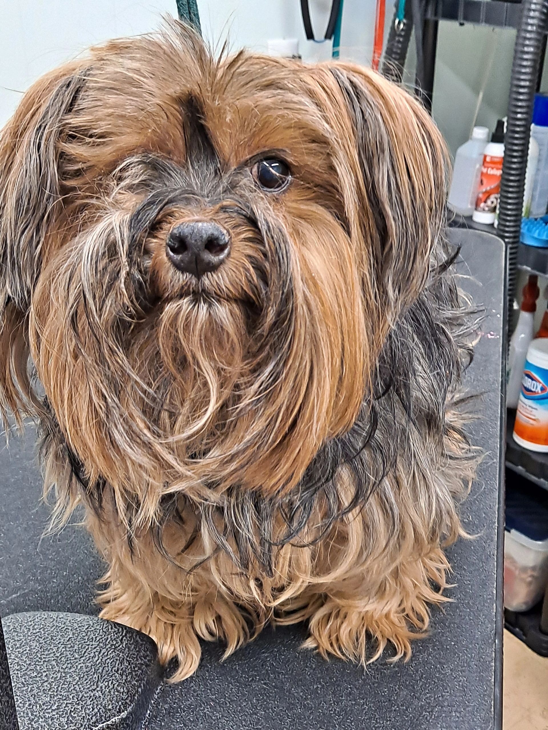 Groomed dog portrait in salon