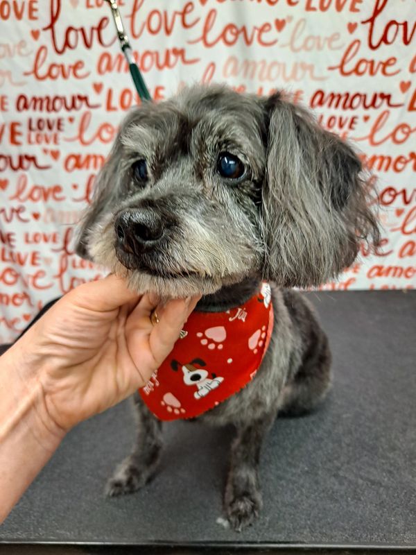 Senior gray dog with bandana