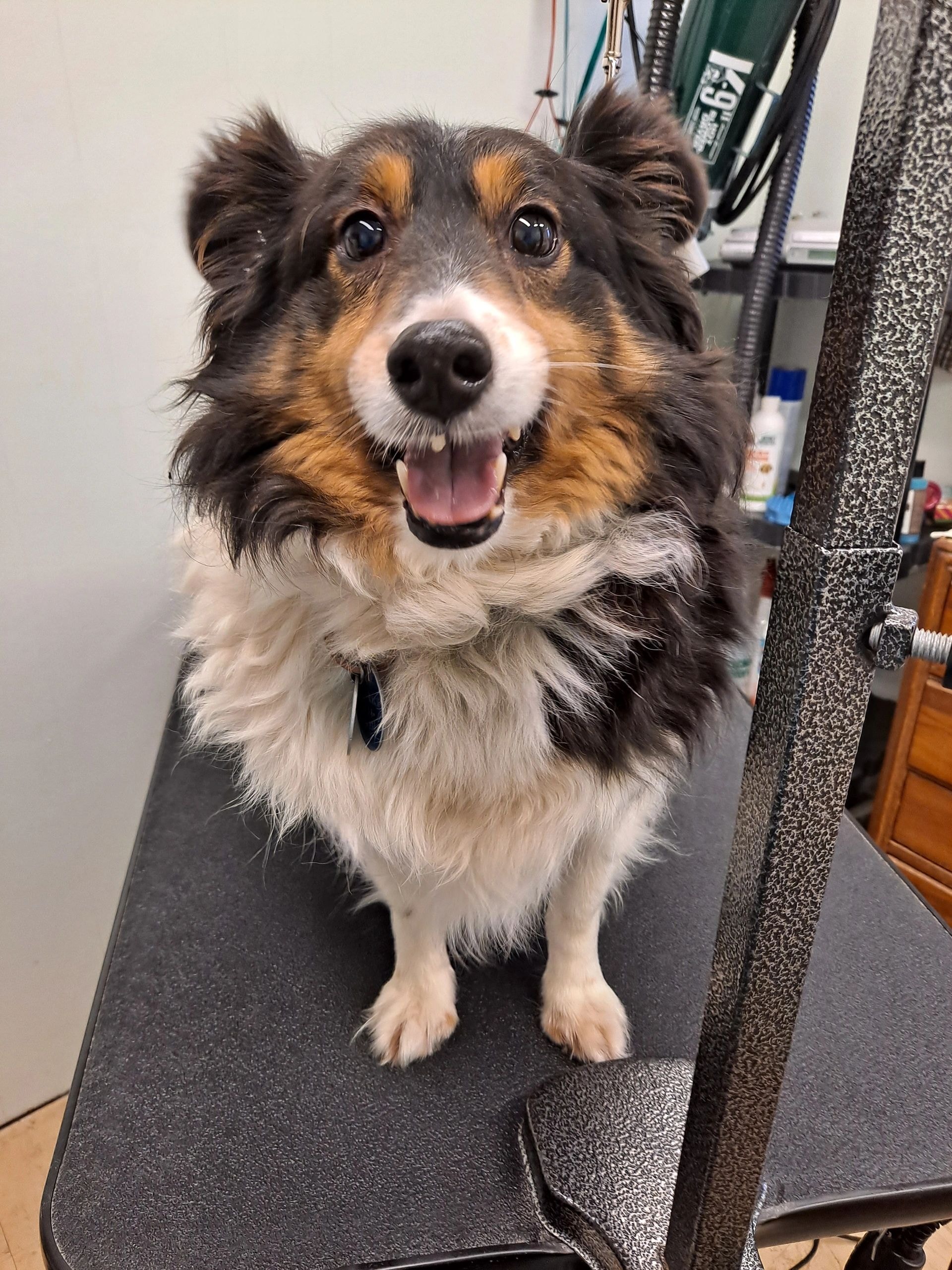 Smiling tri-color dog