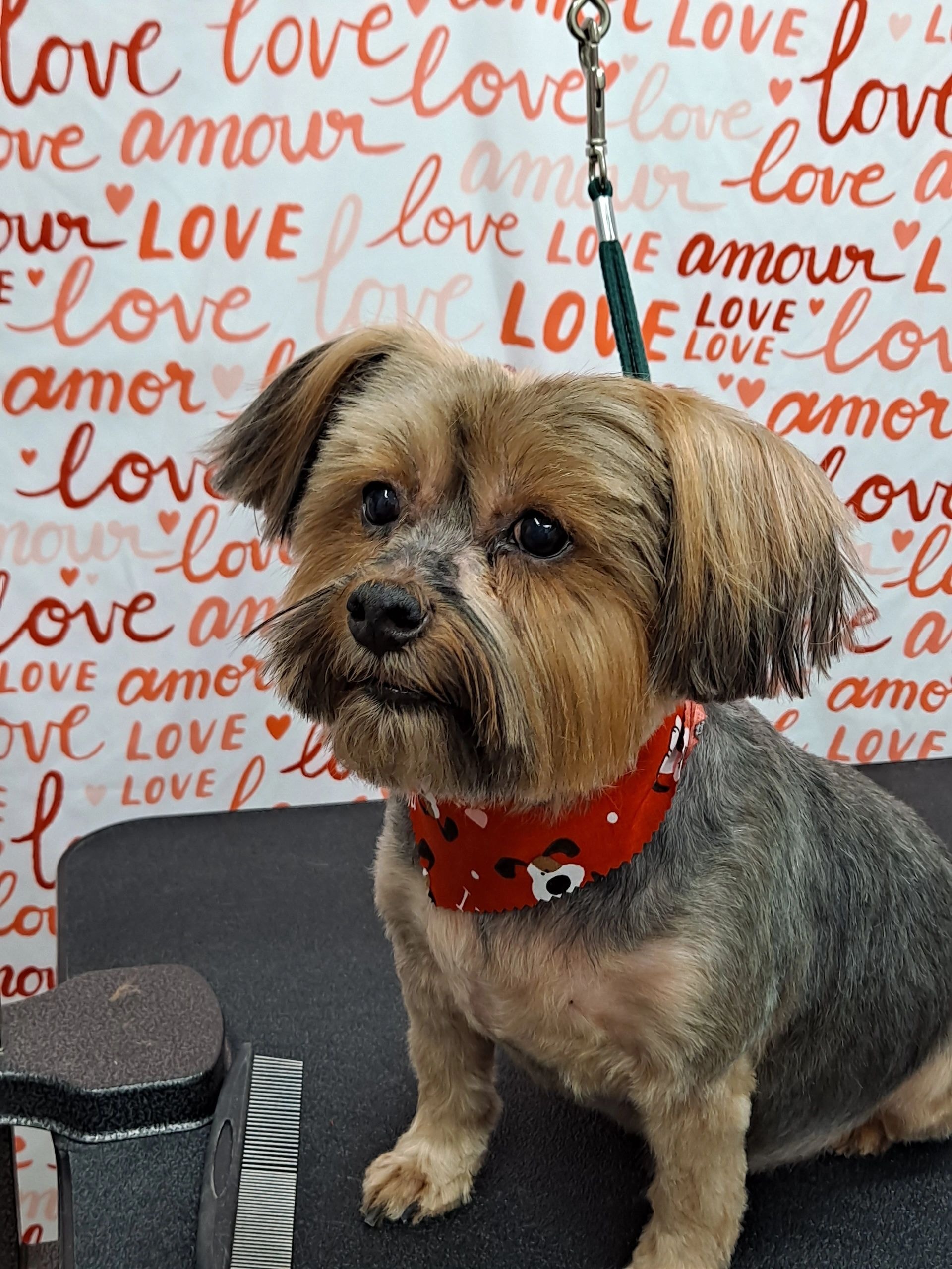 Tan dog with bandana