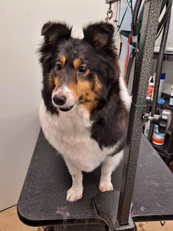Tri-color dog in grooming salon